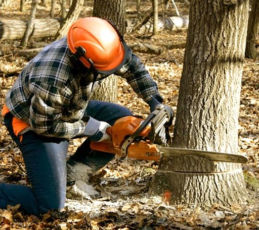 Tree Removal in Wiseman, AR